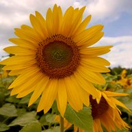 Иконка канала Таро с Любовью