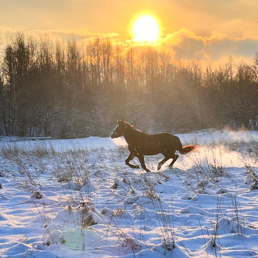 Иконка канала лошади, верховая езда, тренировки, конкур