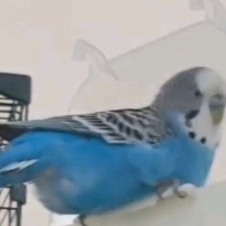 Иконка канала Мирабель