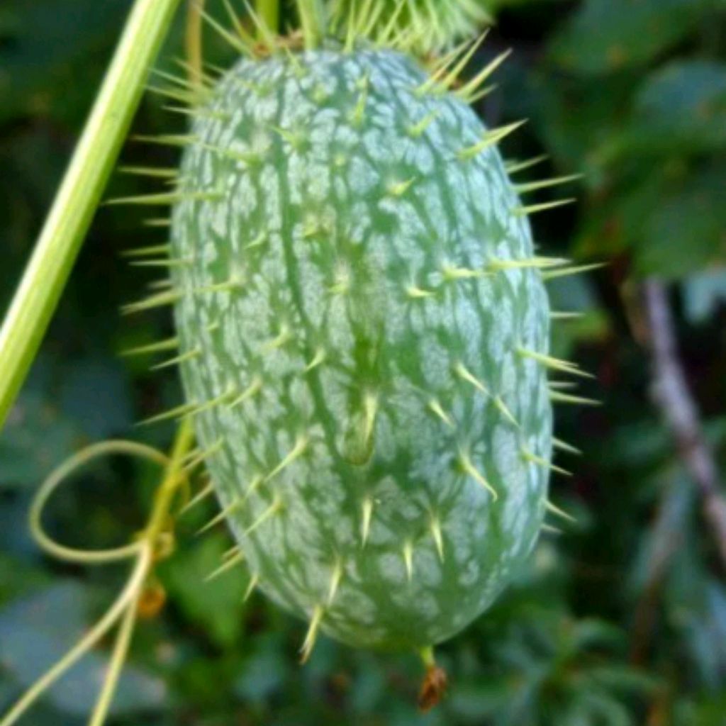 Иконка канала Степ-АшКа🎲_Play📱