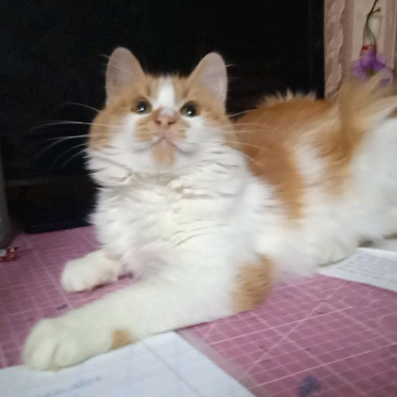 Иконка канала caxaruk