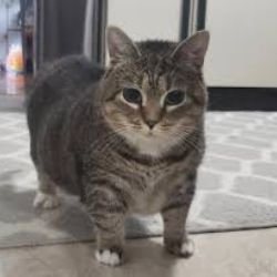 Иконка канала Валентин Games