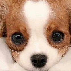 Иконка канала Караафун