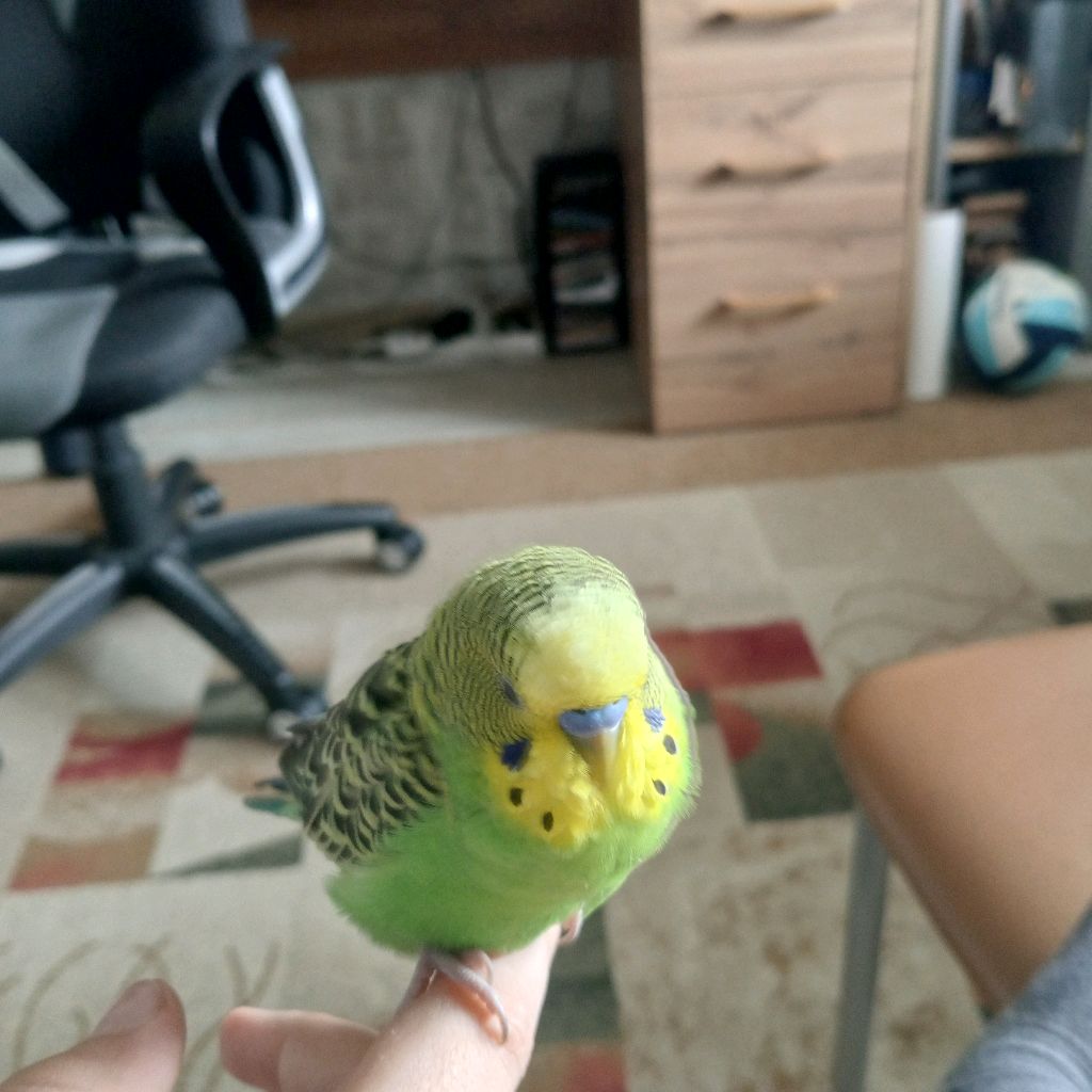 Иконка канала Зябл 52