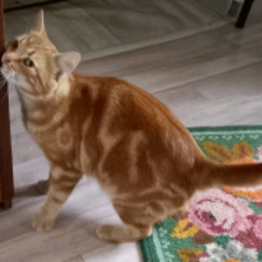 Иконка канала Михан и коты