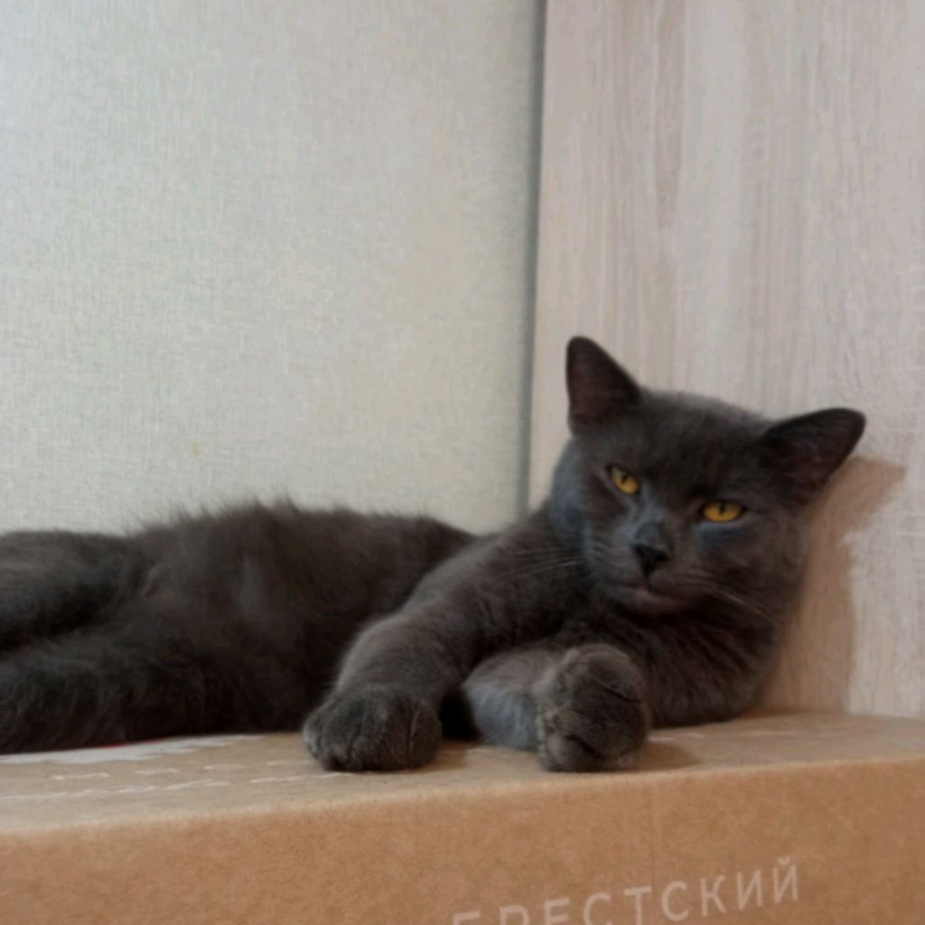 Иконка канала СИМБА😼✓я Пришла