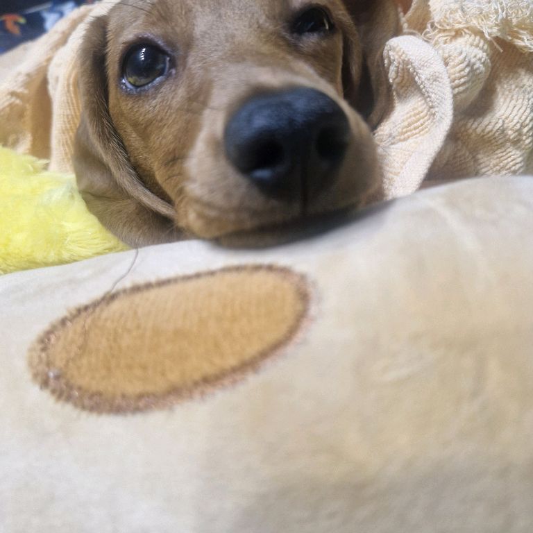 Иконка канала Серго и Веста