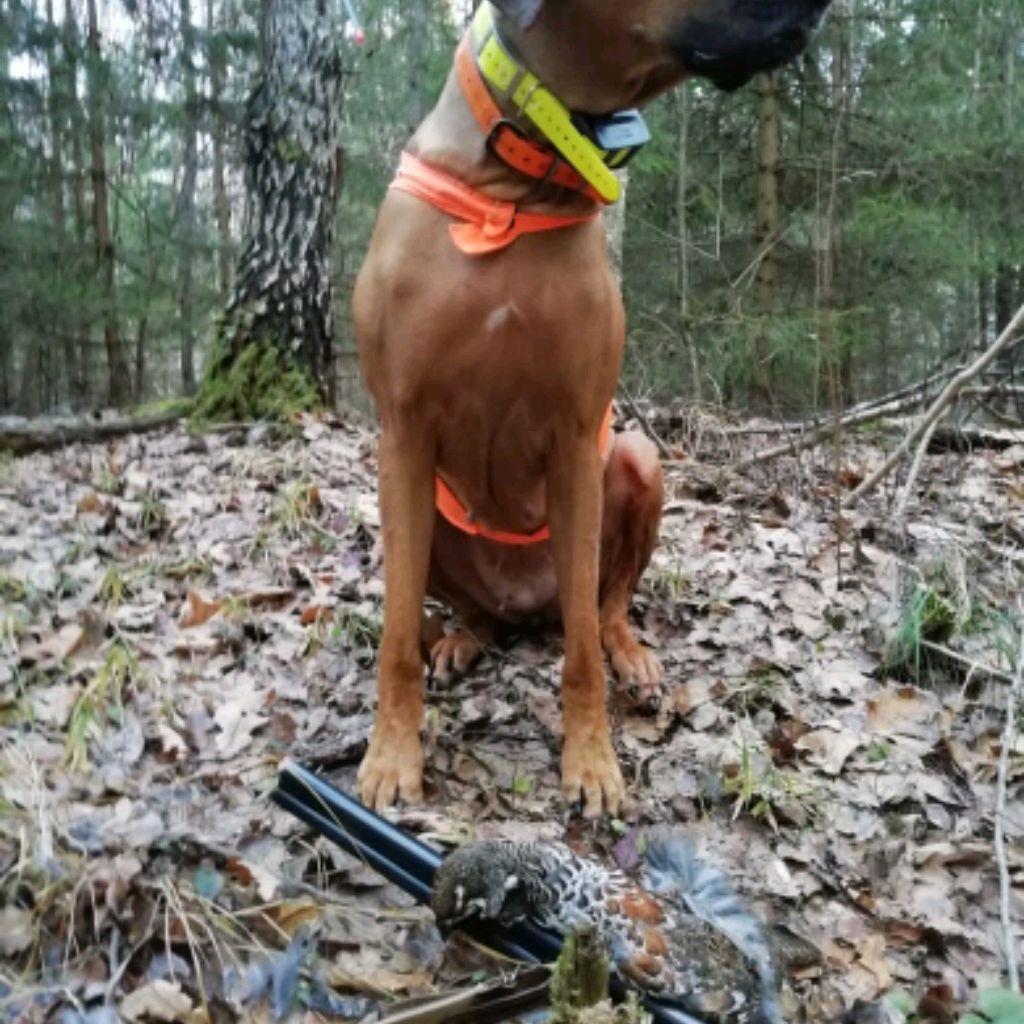 Иконка канала Луна охотника