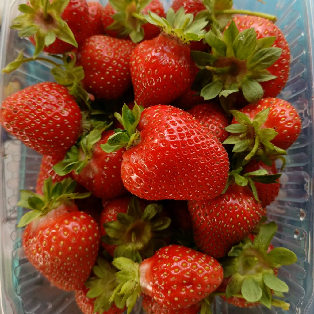 Иконка канала Сибирская теплица ❤️