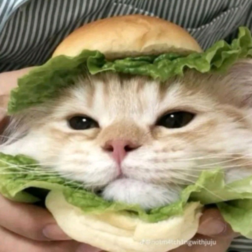 Иконка канала Котячья булочка❤️