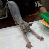 Иконка канала PROFESSIONAL CAT ASSEMBLY (PCA)