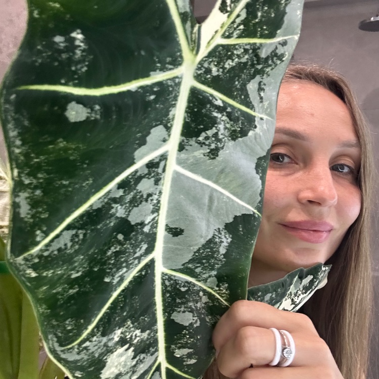 Иконка канала Леночек - комнатный цветочек 🌸