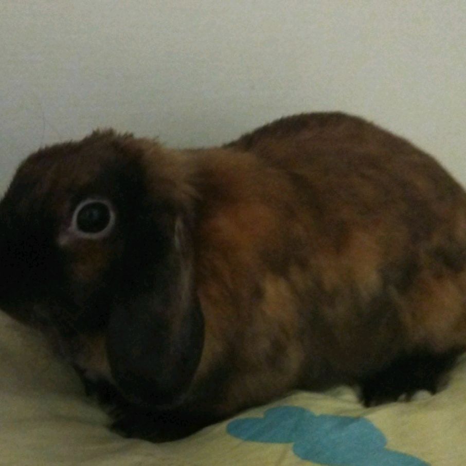 Иконка канала channel71699404