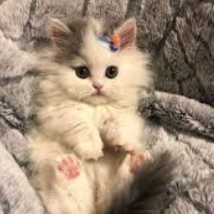 Иконка канала 🦩MILKA|BLOG 🍀