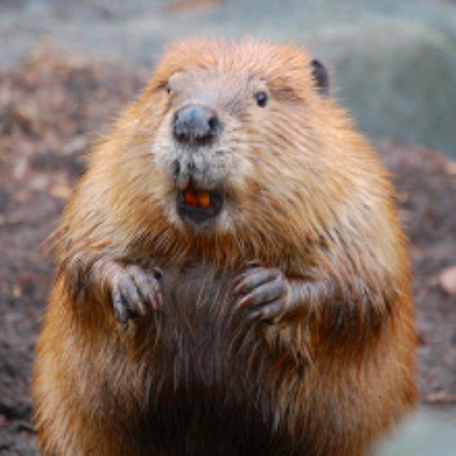 Иконка канала Логово Бобра