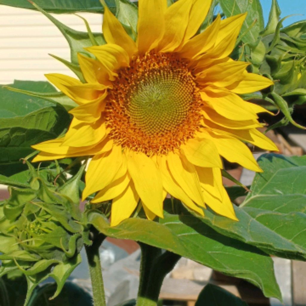 Иконка канала Матвей и Карасики