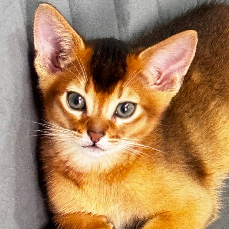 Иконка канала Ямальская кань