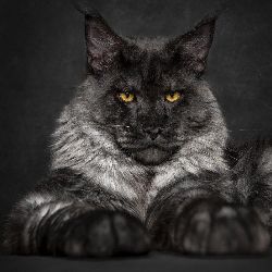 Иконка канала AI+Human