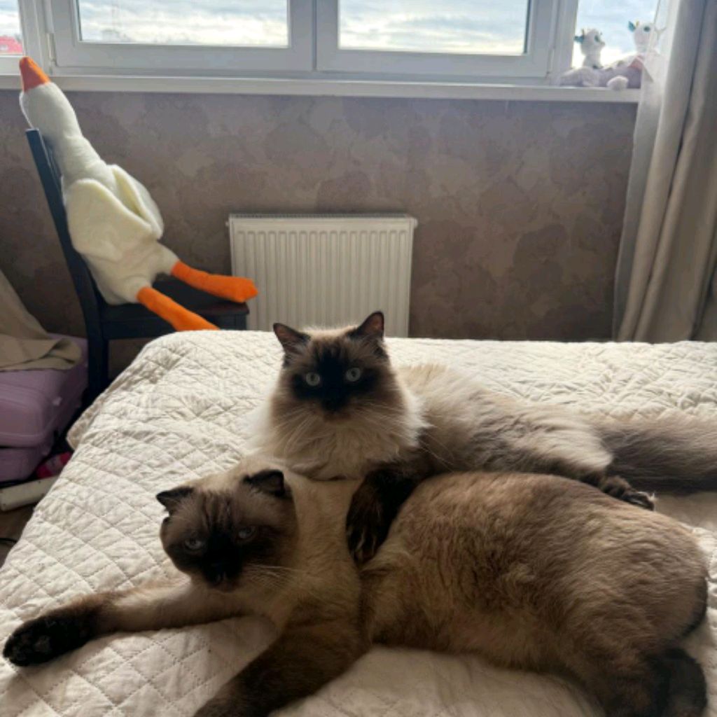 Иконка канала Илона Котик