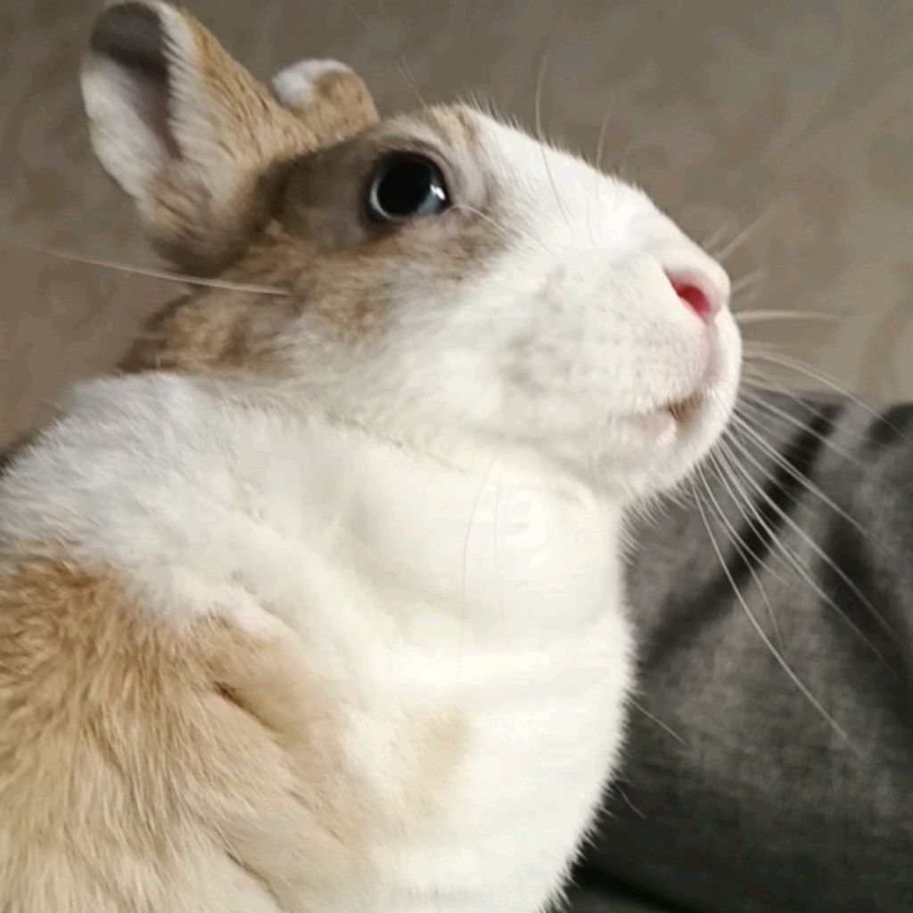 Иконка канала Кролик 🐰