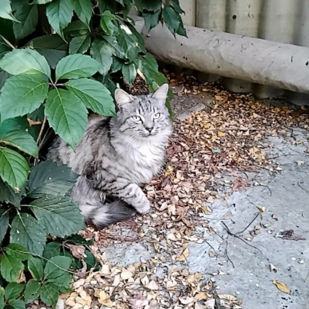 Иконка канала ❤️❤️котёнок❤️❤️(милый)