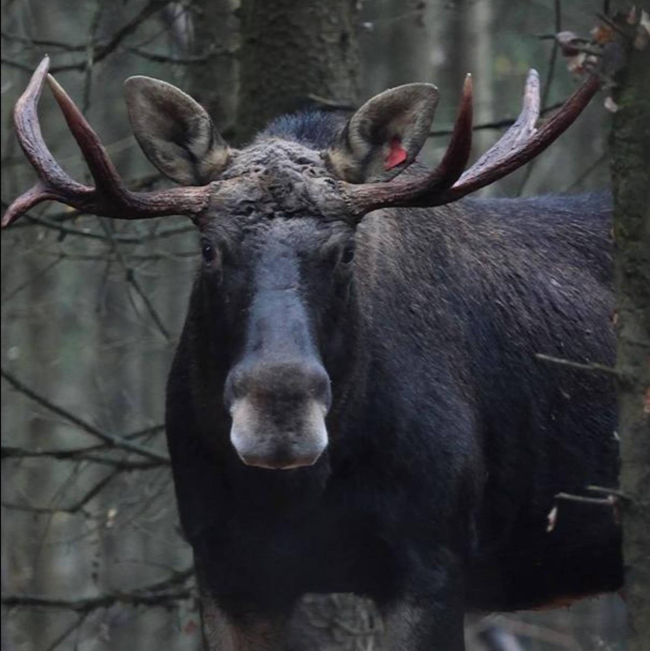 Иконка канала Живой Мир