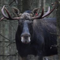 Иконка канала Живой Мир