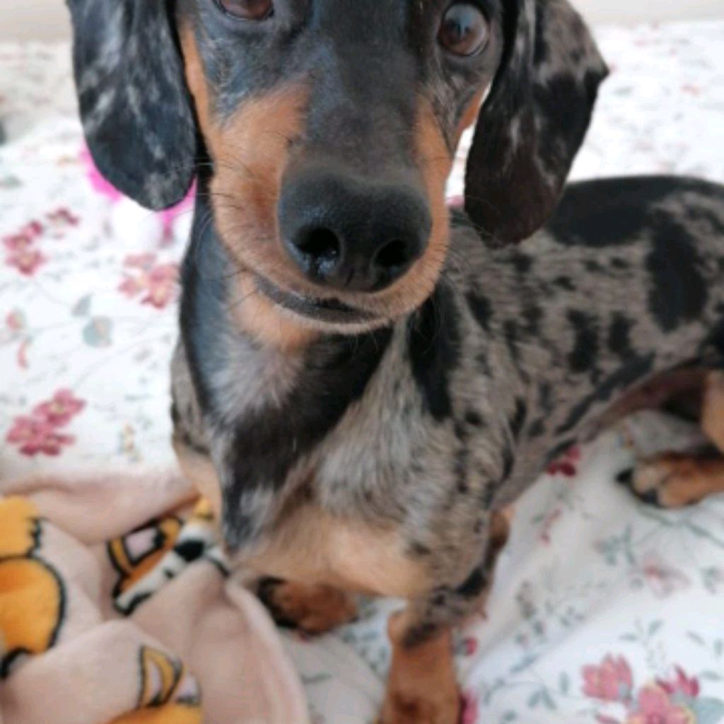 Иконка канала Баба Мазай.Наш любимый Чапидос😘 Спасибо за лайки❤