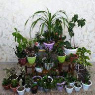 Иконка канала Комнатные Цветы и их Жизнь