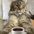 Иконка канала 🐾Вела Кофе☕️