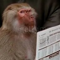 Иконка канала Макака