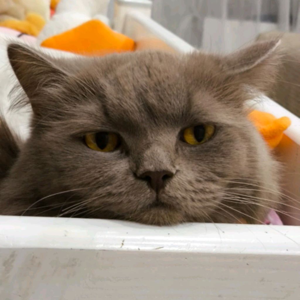 Иконка канала КОТИКИ В КУРСЕ