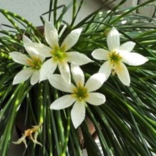 Иконка канала Жизнь счастливой домохозяйки🤩