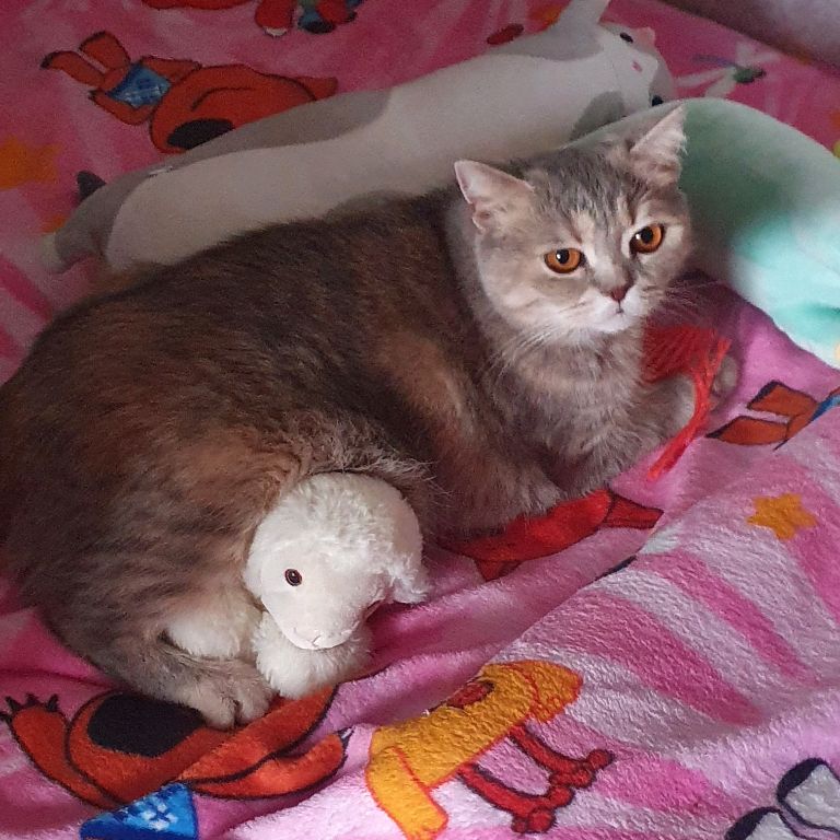 Иконка канала Кiti🐱