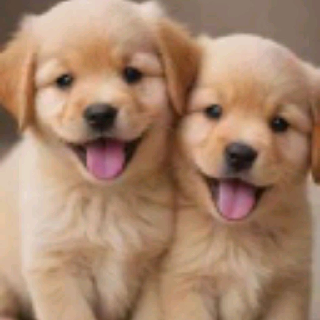 Иконка канала Star