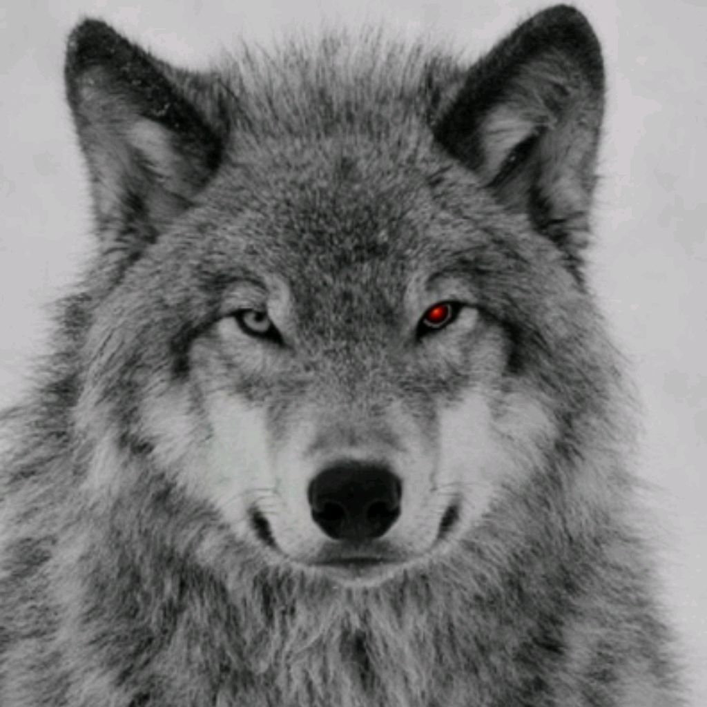 Иконка канала Волк