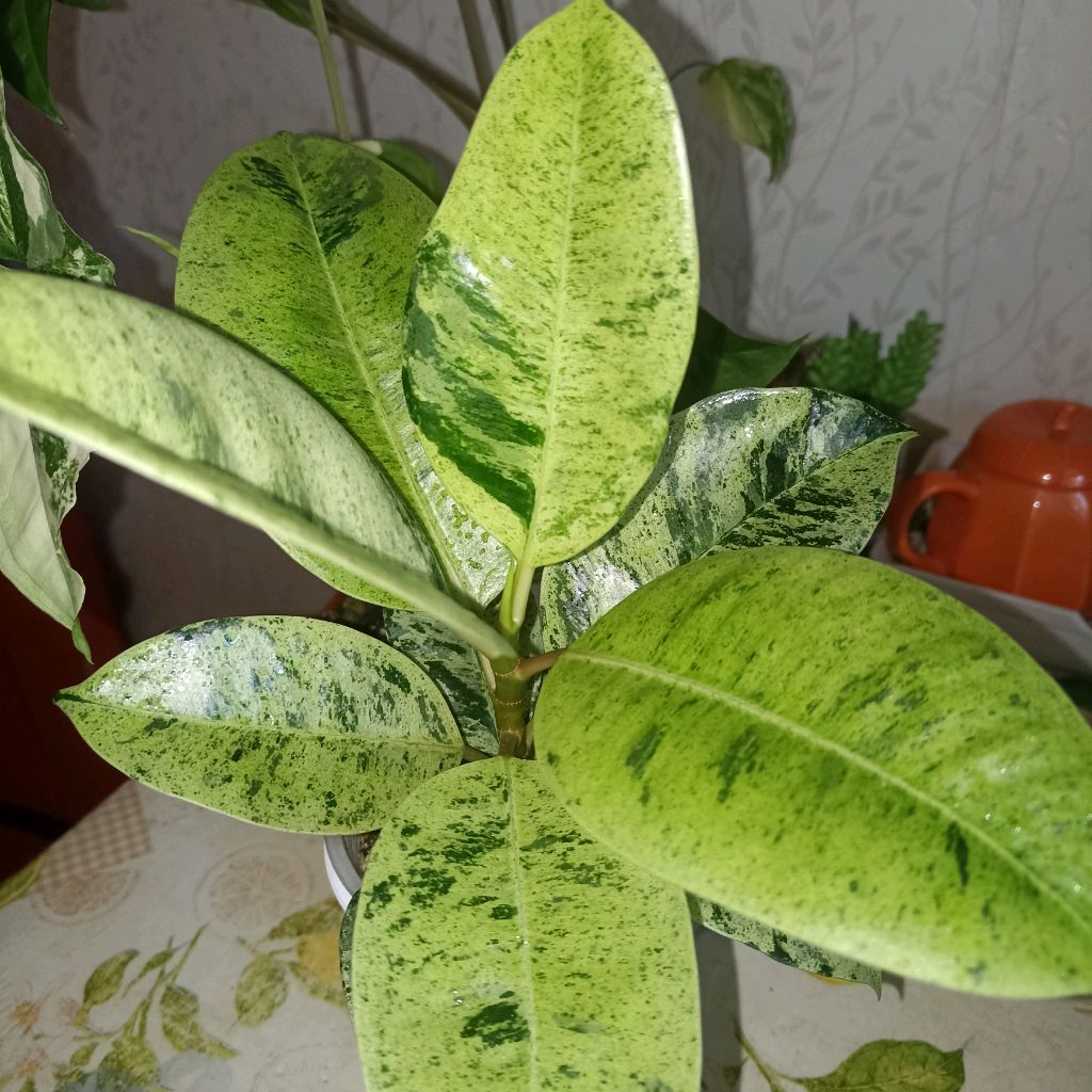 Иконка канала 🪴Plants'Nata🪴