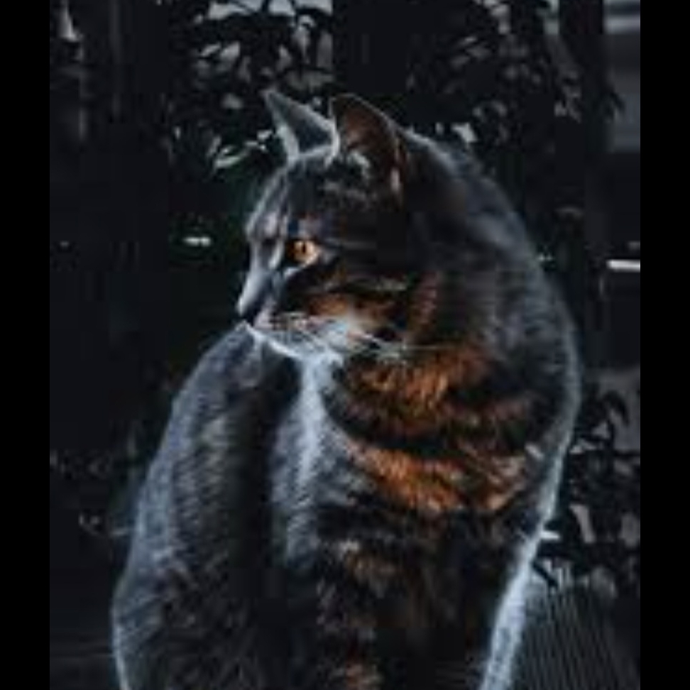 Иконка канала БиологКот