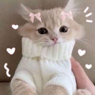 Иконка канала Мисс Кошки