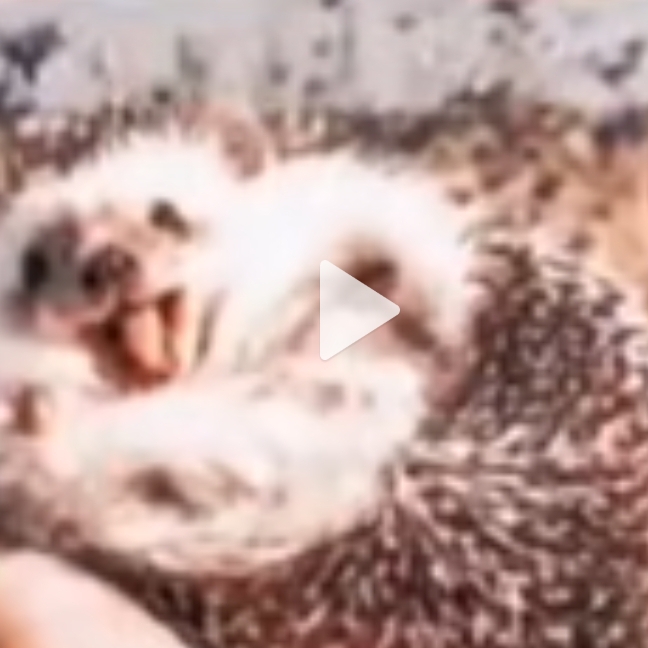 Иконка канала STENDOV010