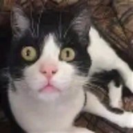 Иконка канала Funniest Videos Super funny