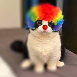 Иконка канала meowclown