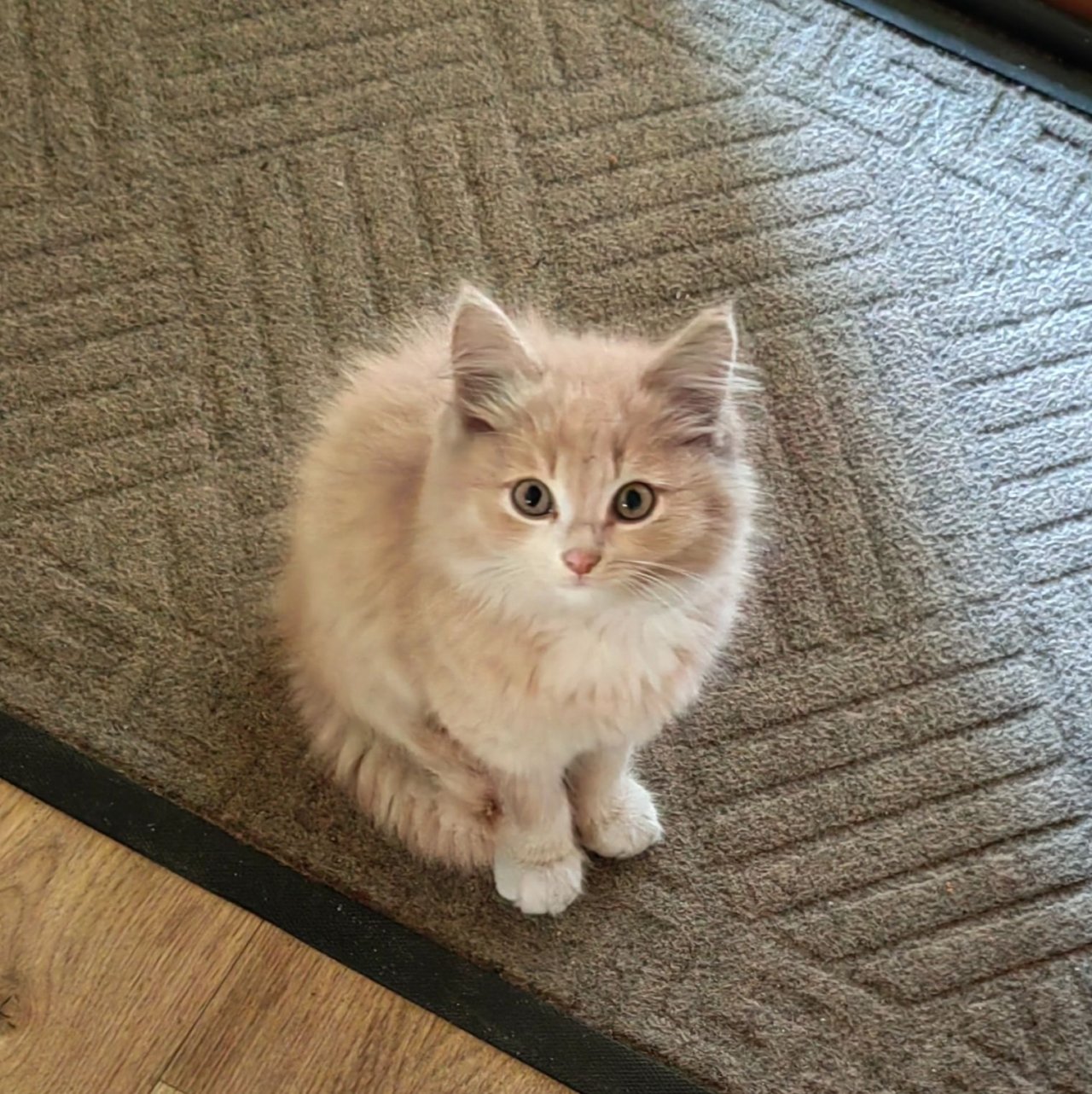 Иконка канала Барсик