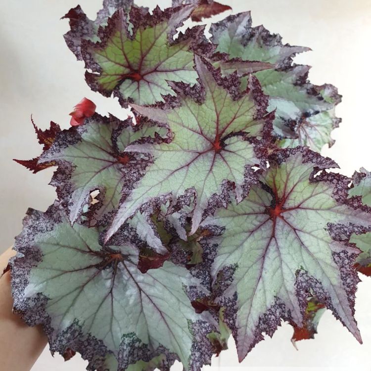 Иконка канала Бегоний Град