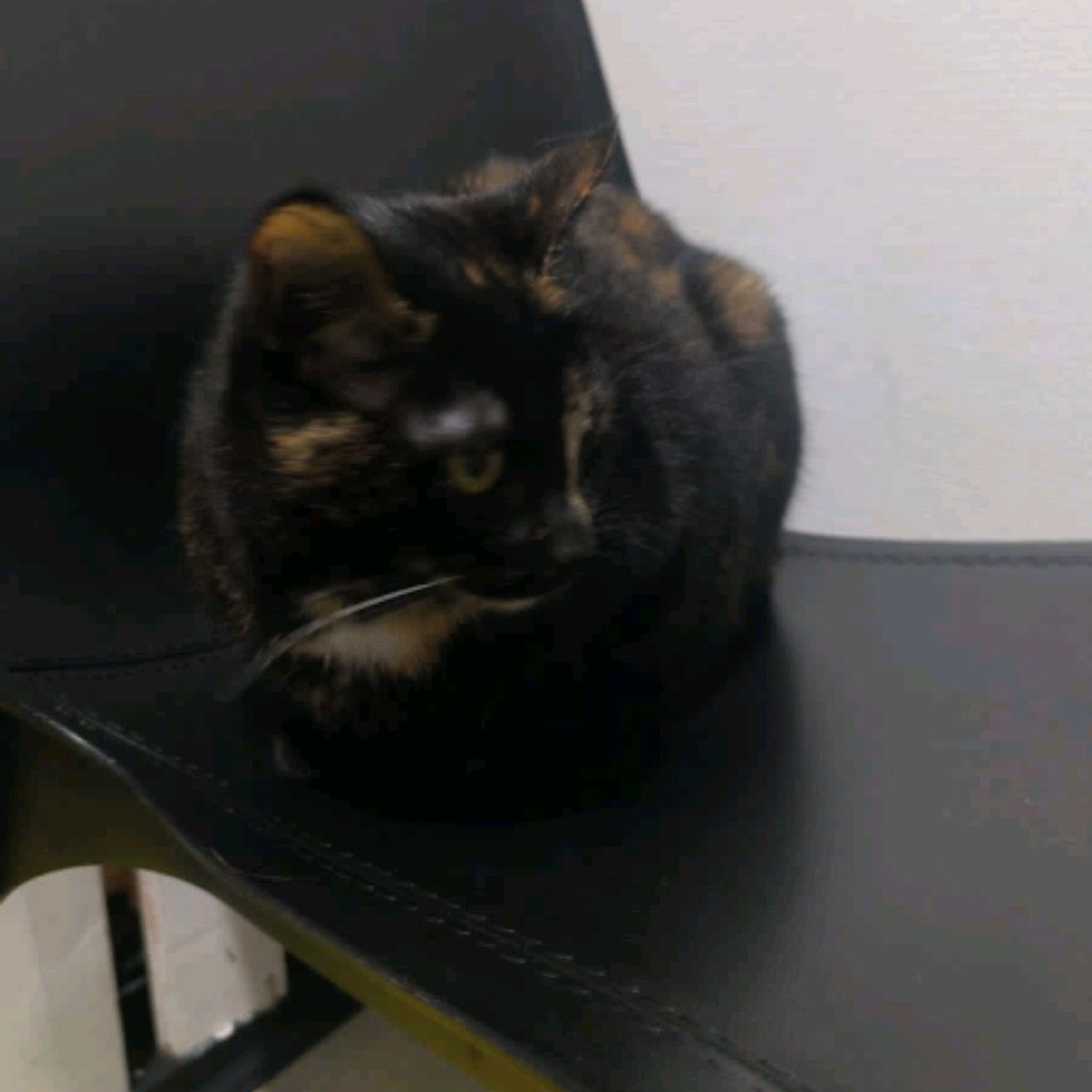 Иконка канала Жучий Мир Санкт-петербурга.1001