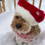 Иконка канала •+°🎧☕°🎵𝙼𝚊𝚢𝚢𝚊 𝙺𝚛𝚒𝚜𝚝𝚖𝚊𝚜~home📓🧑🏻🎄