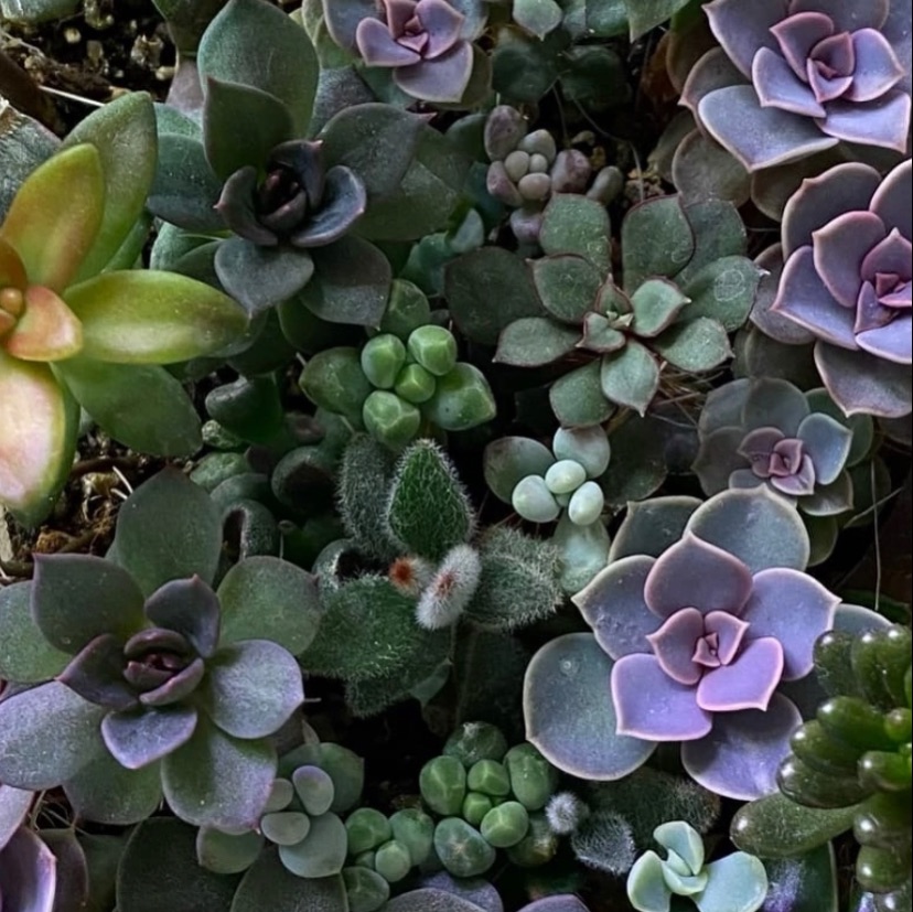 Иконка канала succulenthouse