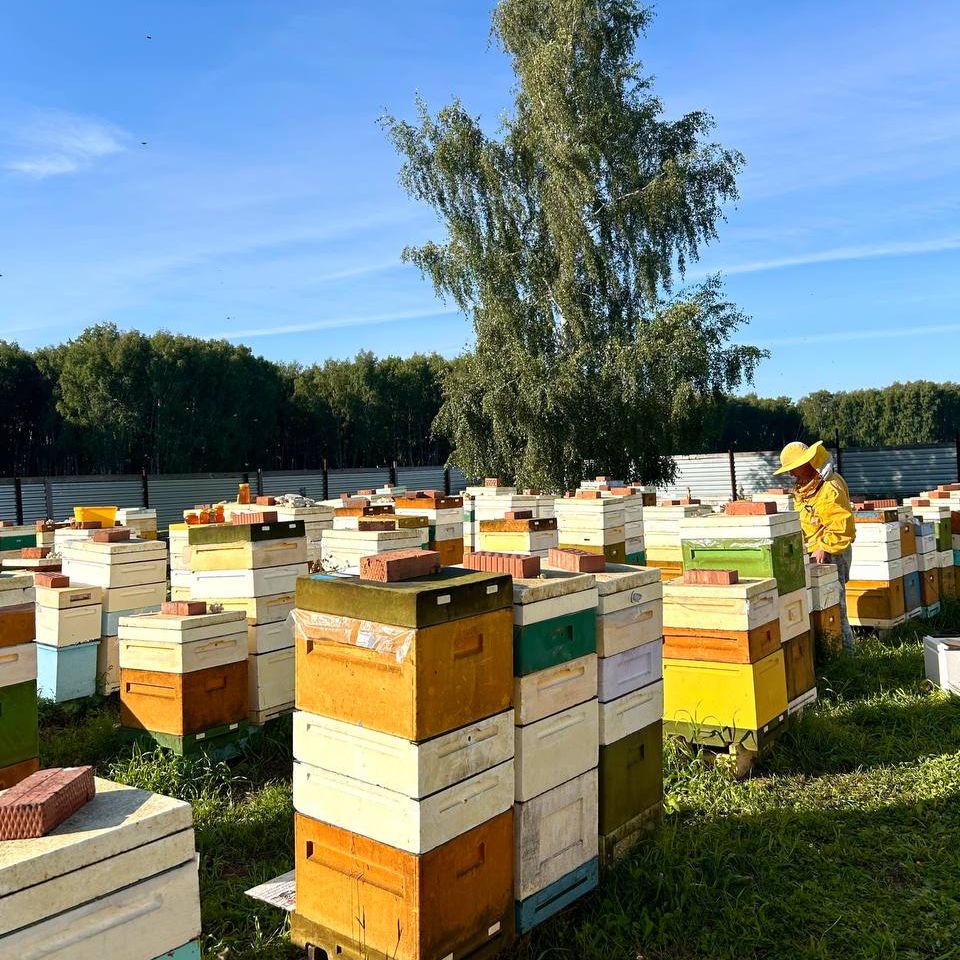 Иконка канала Пасека Леденёвых