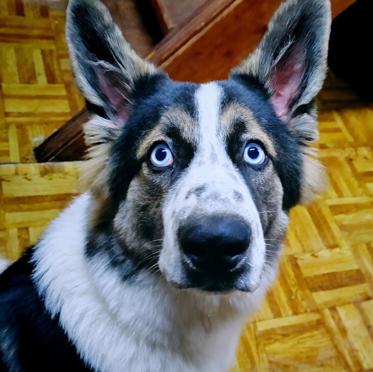 Иконка канала София и Павел. Метис хаски по имени Граф.