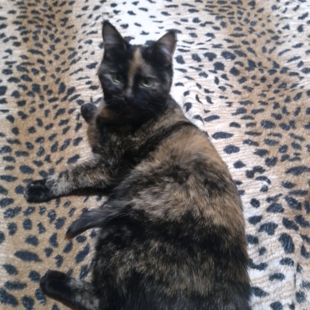 Иконка канала Geon